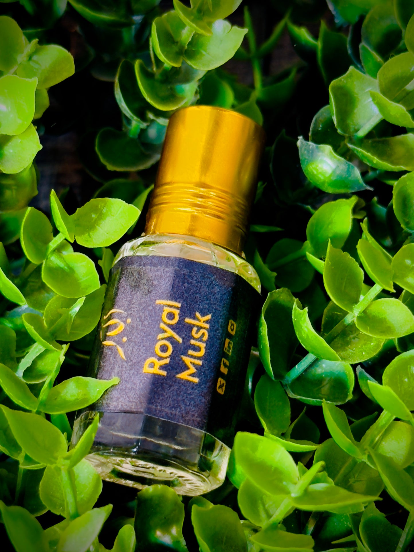 Albaber’s Signature 5 – Half Price, Full Impact!